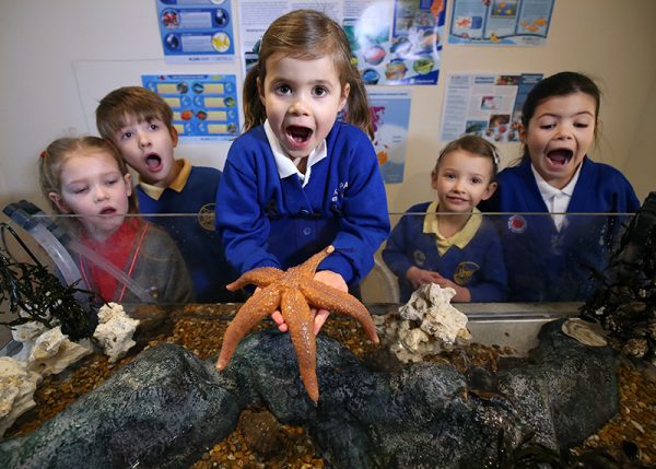 Rock Pool Hire