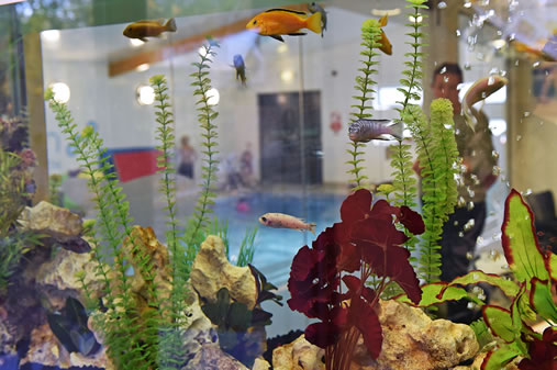 Aquarium Therapy