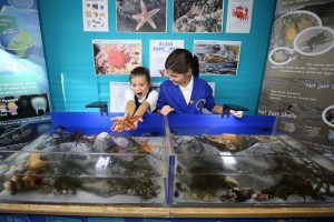 Aqua Explorer - Rock Pool Experience