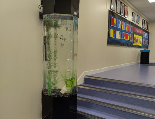 Column Aquariums – Peel Hall Primary School